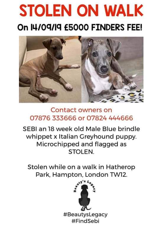juliagarland73's tweet photo. ***STOLEN*** #SEBI #puppy #stolen on a walk blue/brindle whippet/italian-greyhound 18 wk old #stolen frm #HatheropPark #Broadlane #Hampton #London #TW12 area #Stolendog #Missing #MissingDog #missingpets #lostpets PLZ RT ๐๐๐๐พ๐พ๐พ https://t.co/AbZqzQnfNQ