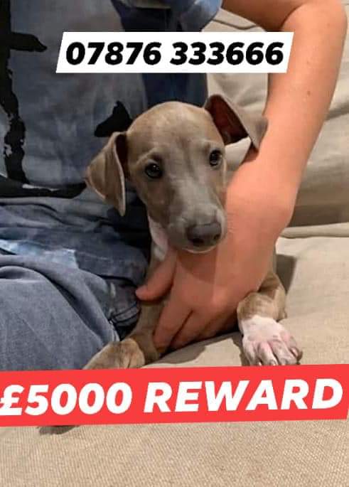 juliagarland73's tweet photo. ***STOLEN*** #SEBI #puppy #stolen on a walk blue/brindle whippet/italian-greyhound 18 wk old #stolen frm #HatheropPark #Broadlane #Hampton #London #TW12 area #Stolendog #Missing #MissingDog #missingpets #lostpets PLZ RT ๐๐๐๐พ๐พ๐พ https://t.co/AbZqzQnfNQ