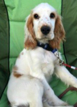 Missing Pets GB tweet media