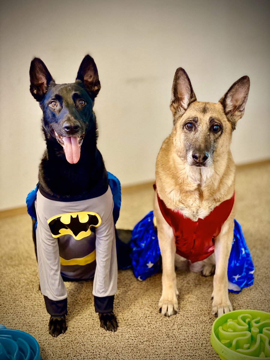 JoshHasDogs's tweet photo. Happy Howl-o-ween from Nikko and Elsa 🎃👻 #howloween #Halloween #pnwgsdpack #GermanShepherd #BelgianMalinois https://t.co/O2Rlw9aCHS