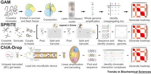 TrendsBiochem's tweet photo. @KylePEagen, Tiffany Ge, and Celeste Rosencrance (@NorthwesternU) depict workflows for ligation-based and ligation-free methods to study #chromosome folding in their new #TechoftheMonth: https://t.co/QT3YVPKdu6
#HiC #COLA #CWalks #GAM #SPRITE #ChIADrop https://t.co/MDHDQ8li9Z