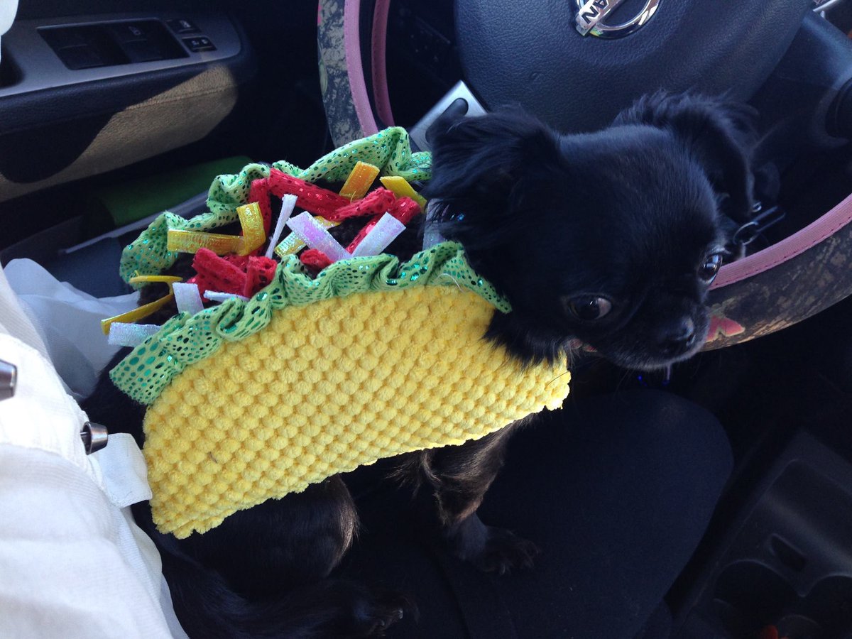 SignCoAlaska's tweet photo. Happy Halloween from the worlds cutest mini #taco! 🌮 ➕ 🐶 = 🖤❤️
Did you dress up your animals for Halloween? Spread the love and share with us!
#HappyHalloween from the #Signco Crew 🎃
#Alaska #Anchorage #FamilyOwned #Sign #SignCompany￼ https://t.co/3RiejED11h