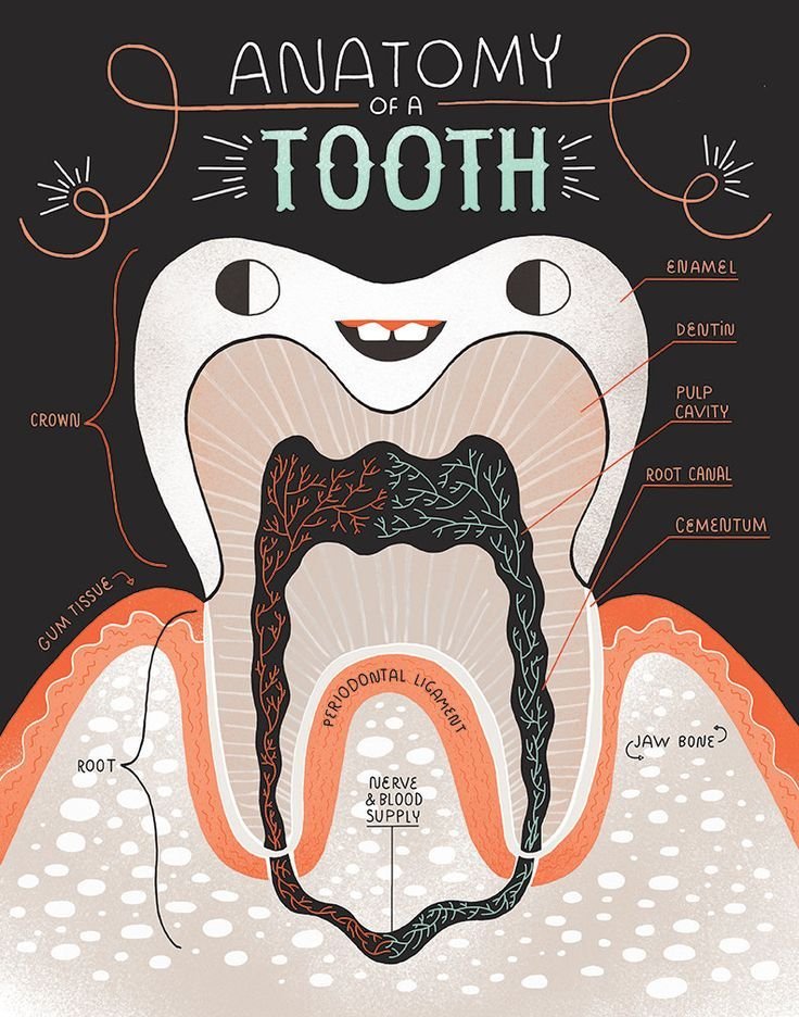 care_days's tweet photo. Always remember the amount of things that make up your teeth, make sure that you are protecting all of them and keeping them clean. Your teeth are one of the most important part of your body. Not only does it help you gain confidence, it also helps your mouth look clean. https://t.co/yV1bBykPoR