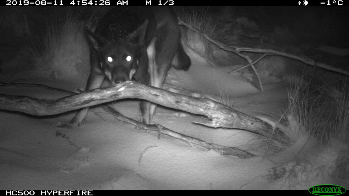 mikeletnic's tweet image. "Wild dog" is a euphemism for dingo. Ancestry analysis on 783 dingoes from NSW led by @kyliecairns shows that less than 1% of animals were feral dogs and that most animal's genomes were at least 75% dingo. One in four animals were "pure" dingoes. doi/10.1007/s10592-019-01230-z