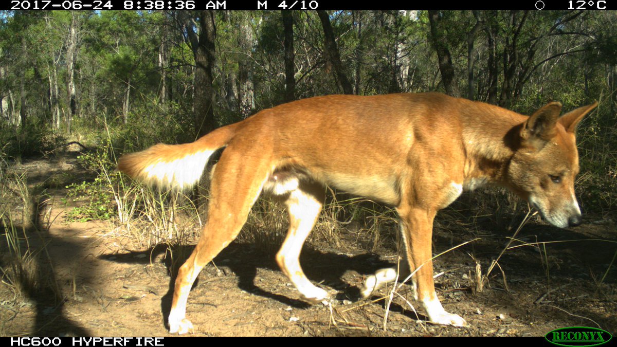 mikeletnic's tweet image. "Wild dog" is a euphemism for dingo. Ancestry analysis on 783 dingoes from NSW led by @kyliecairns shows that less than 1% of animals were feral dogs and that most animal's genomes were at least 75% dingo. One in four animals were "pure" dingoes. doi/10.1007/s10592-019-01230-z