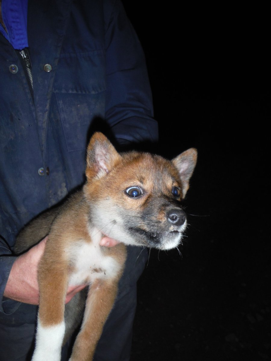 mikeletnic's tweet image. "Wild dog" is a euphemism for dingo. Ancestry analysis on 783 dingoes from NSW led by @kyliecairns shows that less than 1% of animals were feral dogs and that most animal's genomes were at least 75% dingo. One in four animals were "pure" dingoes. doi/10.1007/s10592-019-01230-z