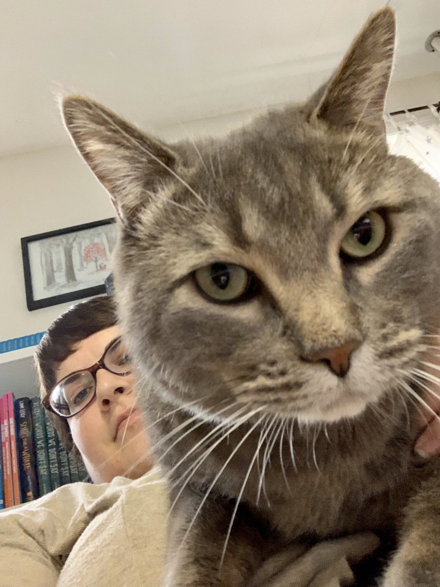 molly_oneill's tweet photo. Hello, yes, it is time for your scheduled 3:30PM snuggle break. #agentintraining #bookcat https://t.co/2HdMOTFaLm