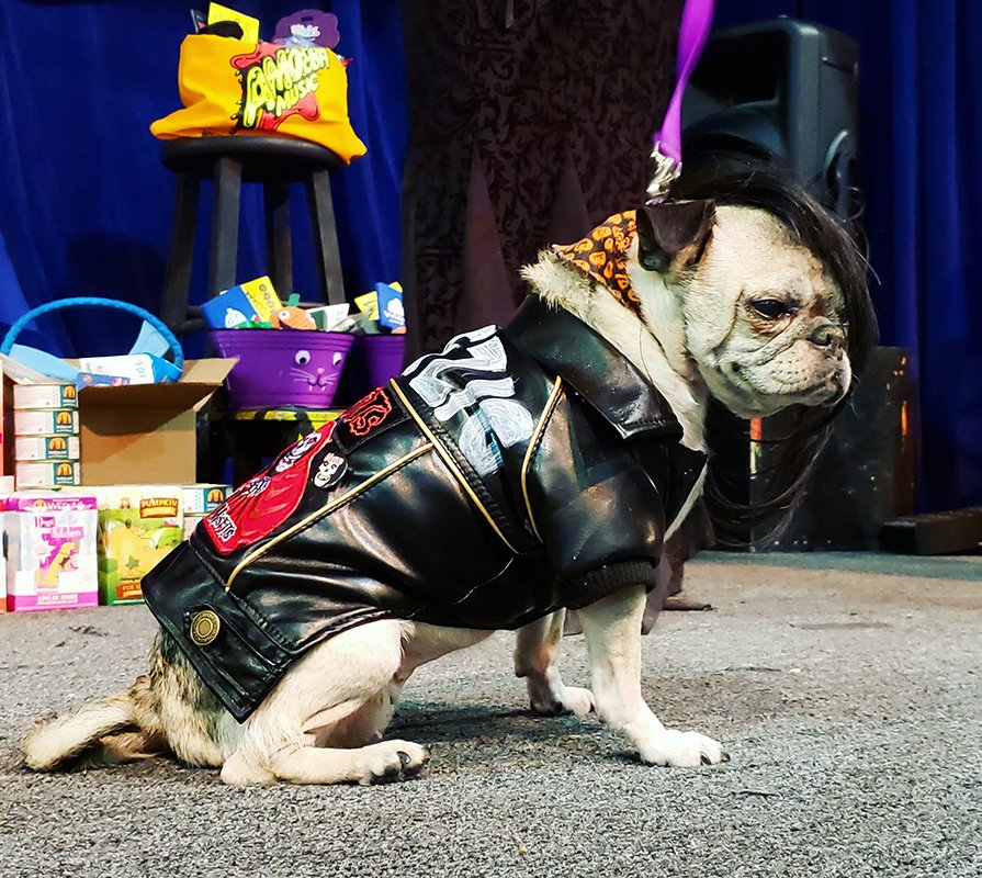 We had SO many adorable, creative dressed up pups at our annual dog costume contest today at Amoeba Hollywood!!

Special thanks to @weruvapets and <a href="/HealthySpot/">Healthy Spot</a> for the treats &amp; prizes! And a huge thank you to everyone who helped make this another awesome Halloween!! 🎃🐶