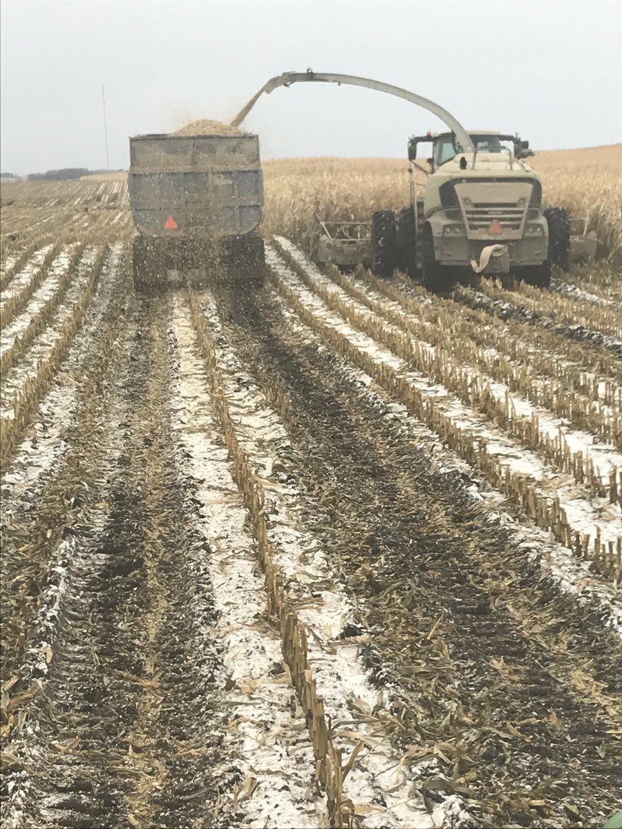 My turn next to get treats on Halloween night. #cornsilage#winfieldunited