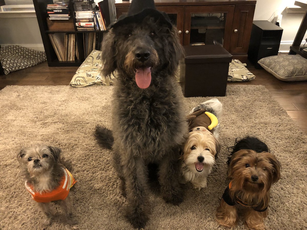 Happy Halloween from the Channell pack! 
#DogsInCostumes