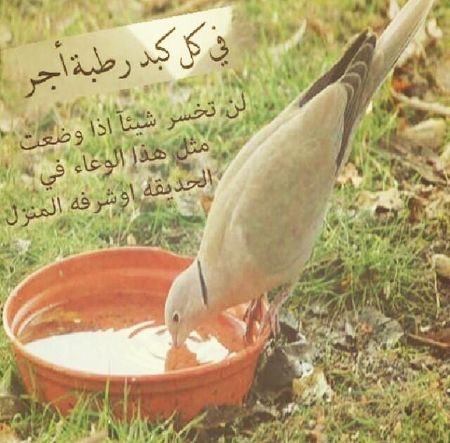 في كل كبد رطبة أجر
لن تخسر شيئآ إذا وضعت مثل هـذا الوعاء 
في الحديقة أو شرفة المنزل

⁧#غرد_بصورة