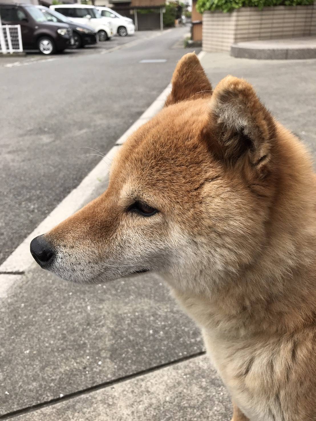 تويتر 五色そうめん株式会社 على تويتر ハンモック風 犬の日 五色そうめん パリパリそうめん T Co M05ntqspiq