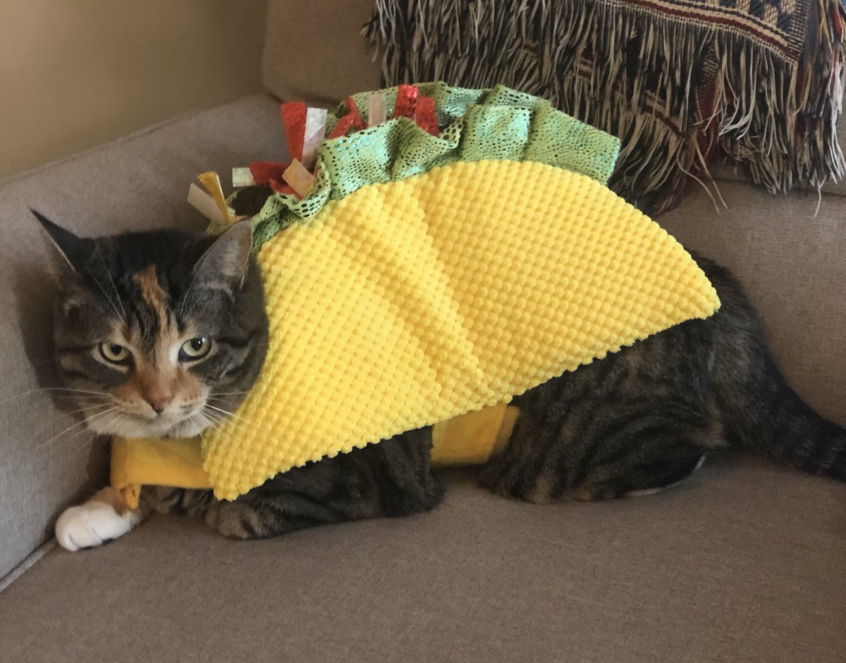 LifeOfPatches1's tweet photo. Happy Catoween!!
(Ft. My quick escape out of this costume and away from scary bat) https://t.co/cvxLc4IgBx