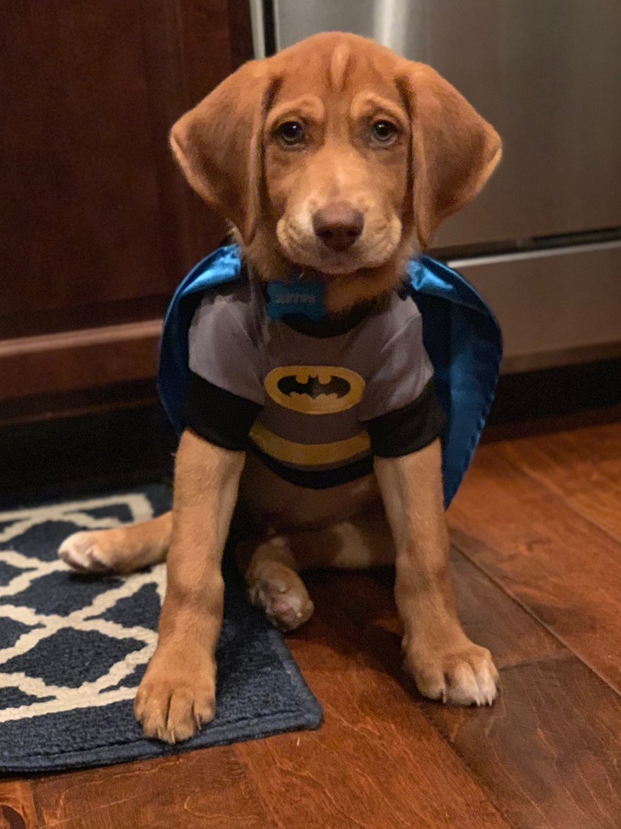 SVBeeBio's tweet photo. Last year! #rufusthedufus https://t.co/FgMNrW2E6R
