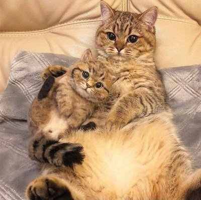 Regina8350's tweet photo. #cat #cats #wholesome https://t.co/ud3kyHTExJ