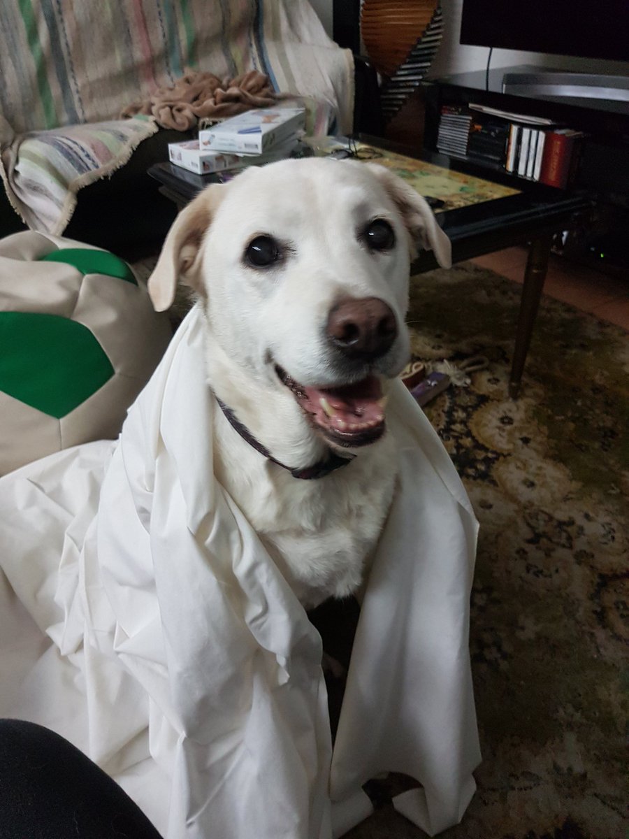 guts_4's tweet photo. Spooky scary Mitty 🎃🐶 https://t.co/61yfuF514X