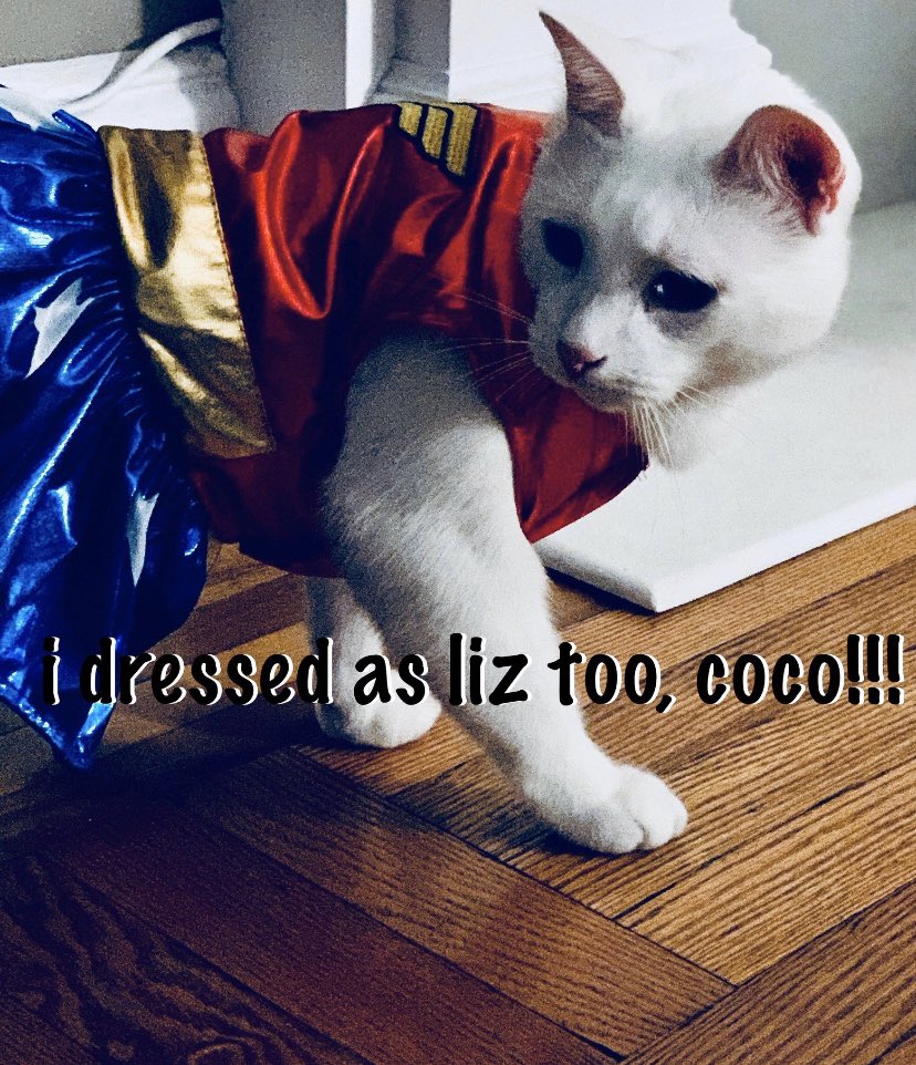 catsforwarren's tweet photo. Happy Meowloween from @smallhappies1! 😸😻

#CatsForWarren #TeamWarren #Warren2020 https://t.co/JrbzuS4JD0