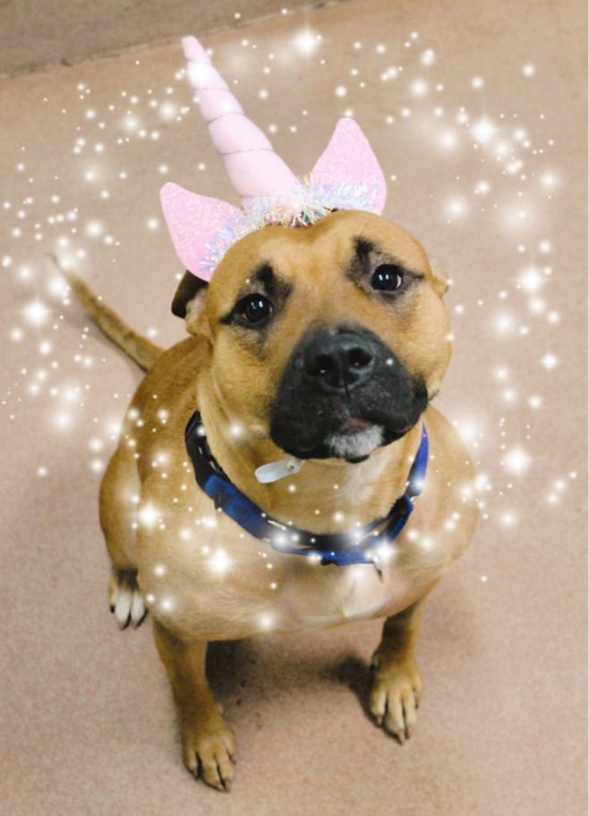 Ava the dog wearing a unicorn horn. The picture has a sparkle filter.