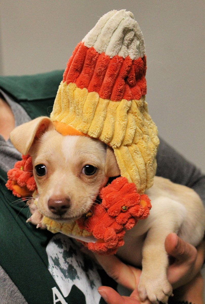 Candy Corn the puppy wearing a candy corn hat.