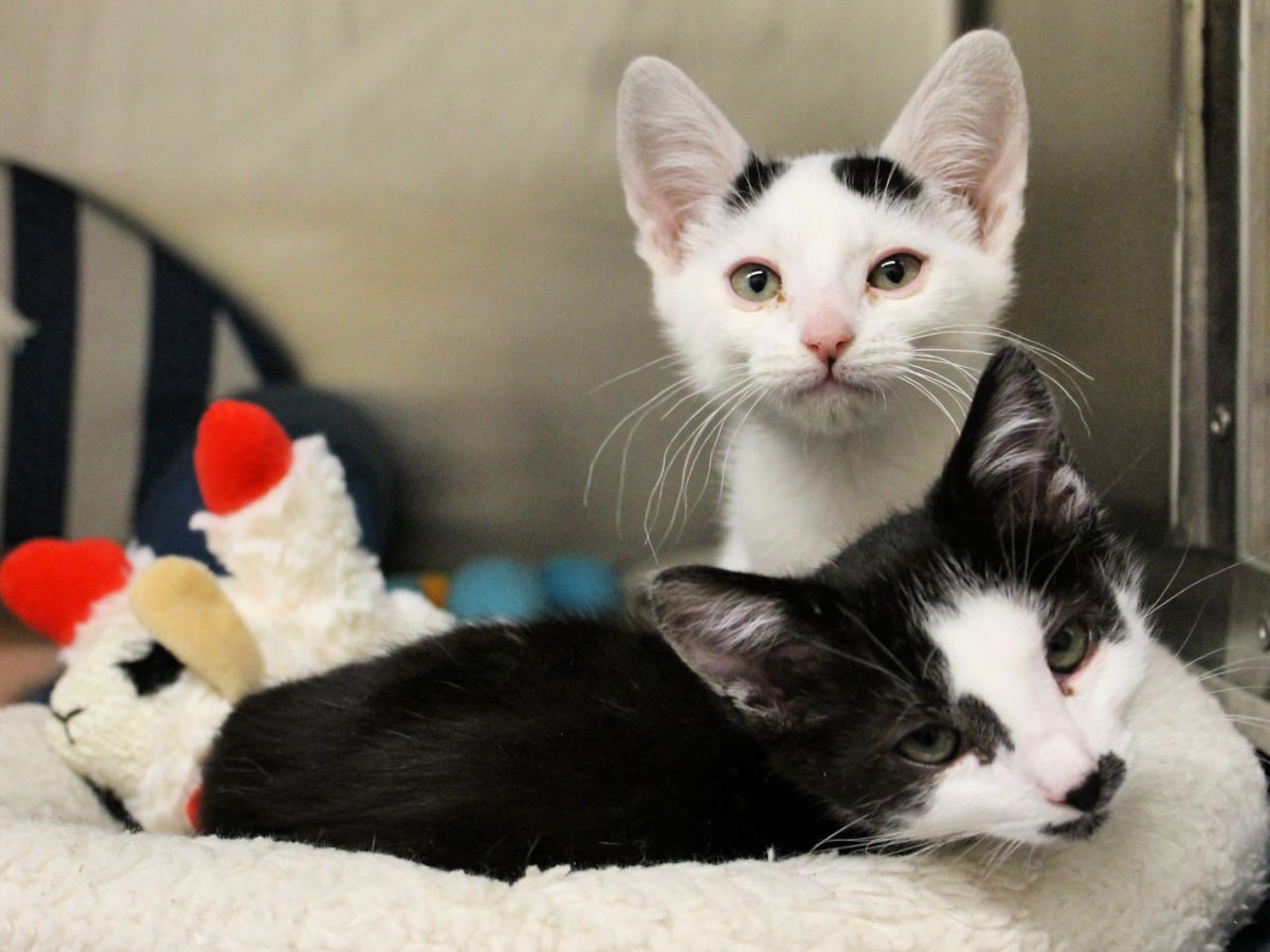 Kittens Frankenstein and Dracula looking at the camera. Not wearing costumes.
