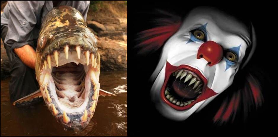 theoceanproject's tweet photo. Some freaky fish species to get you in the #Halloween mood via
@FisheriesBlog https://t.co/qrgablzz6D #scaryfish https://t.co/MwE5pISZzE