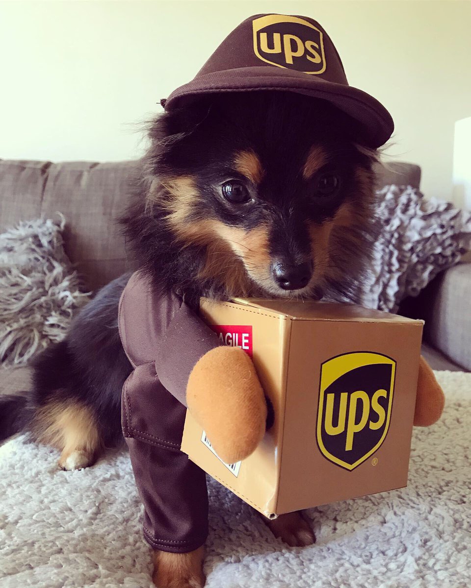 HAPPY HALLOWEEN FROM RIO 👻💀🎃🖤🧡 isn’t he the cutest mail man ever 💘
#upsdriver #signhereplease #happyhalloween