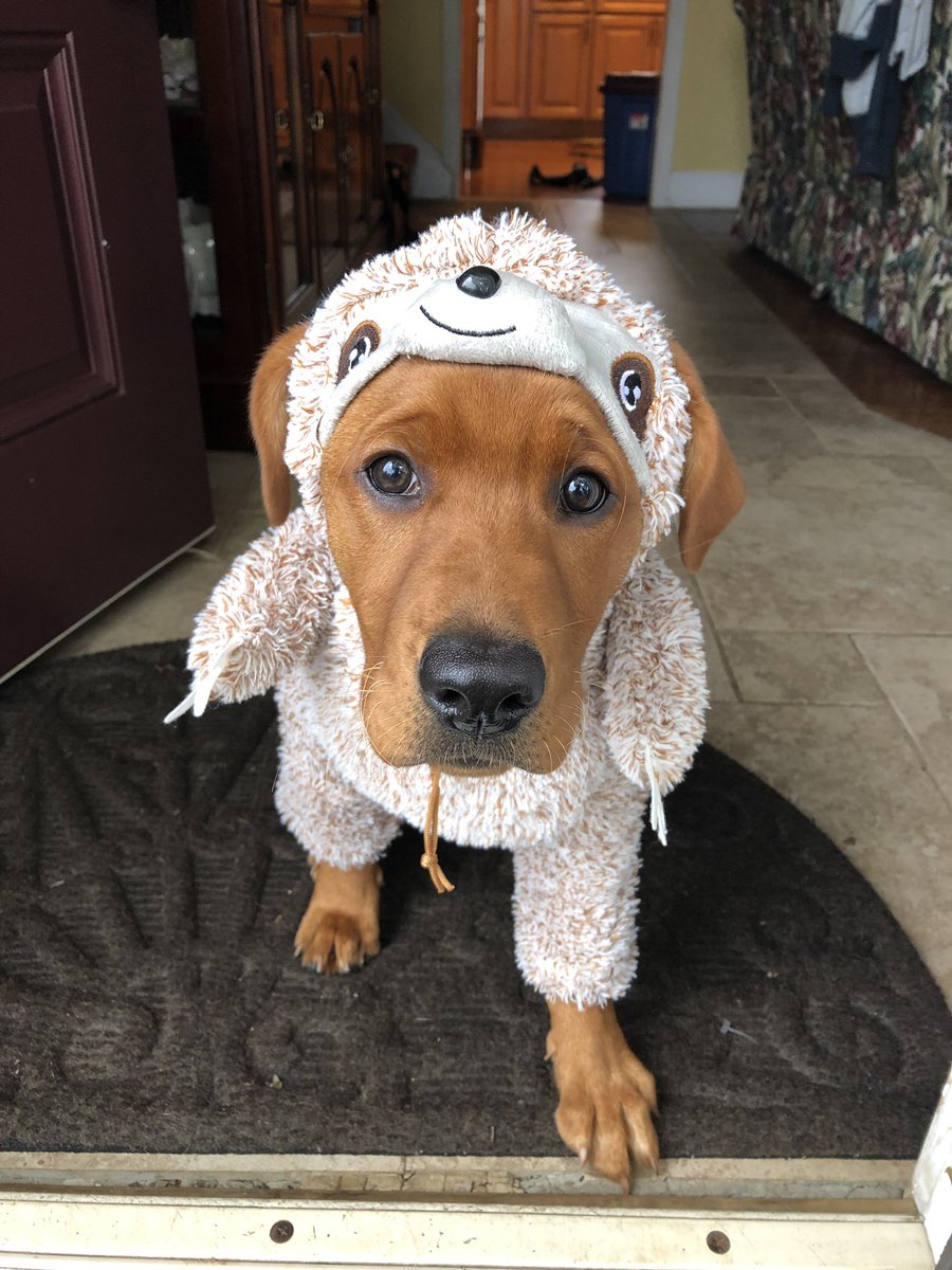 richpannone's tweet photo. Harlee the Halloween Hedgehog! https://t.co/RsmyAWI3A3