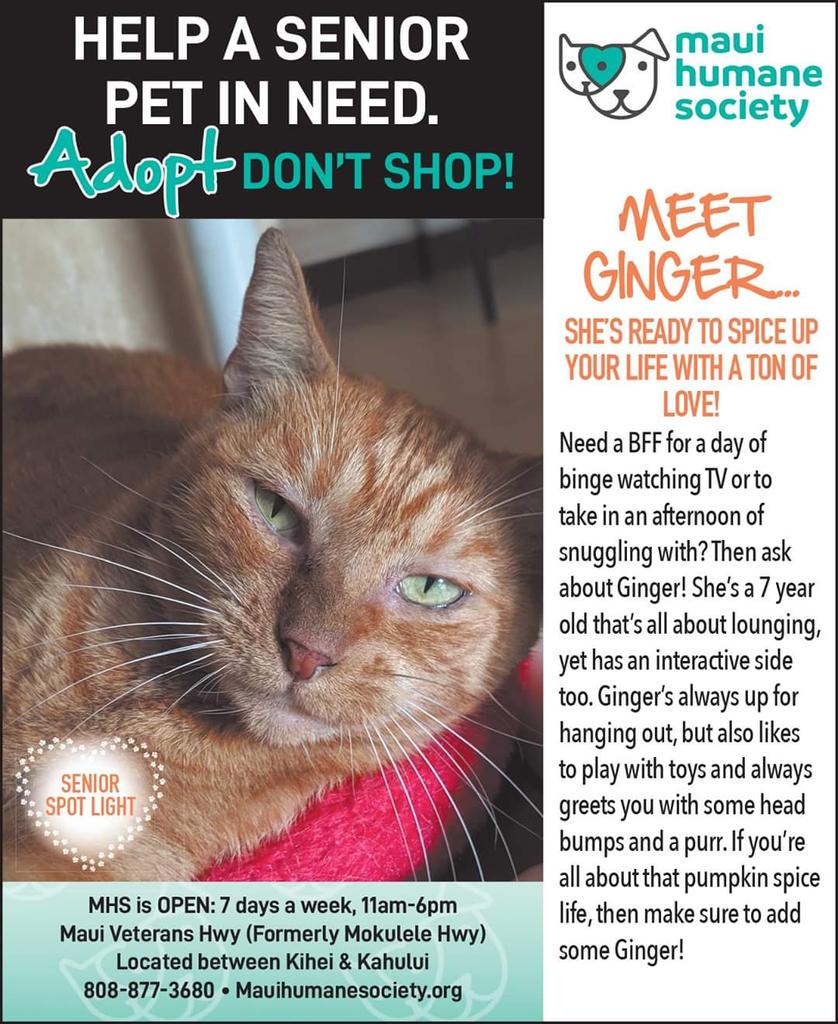 mauihumane's tweet photo. Check out this Pumpkin Spice Cat-te as our Senior Spotlight in the new edition of the Maui Time Weekly that came out today! Grab a copy, a PSL, and come meet Ginger! 

#AdoptDontShop #MauiHumaneSociety #Aloha #SeniorSpotlight #MauiTimeWeekly #Dogtober https://t.co/7E6rHbs2RB
