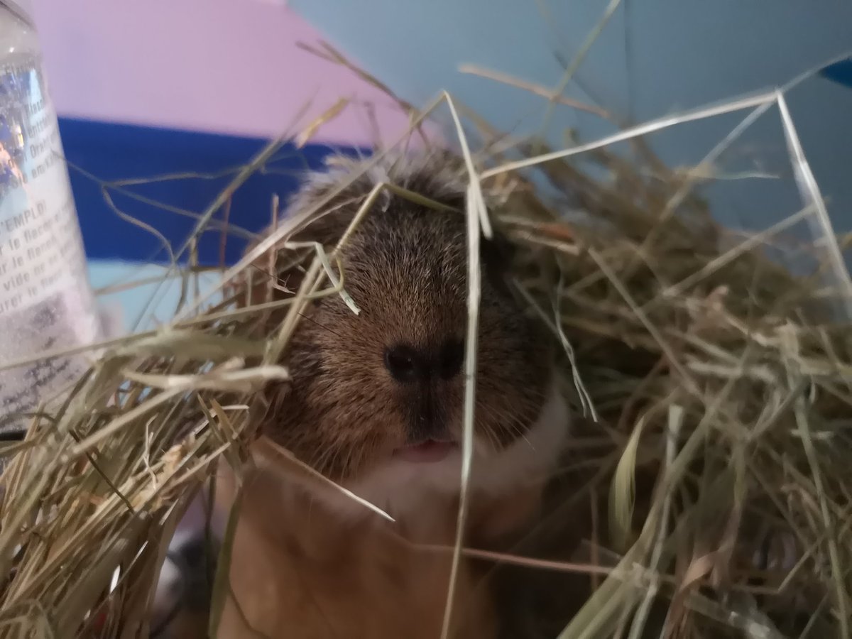 Taio99548957's tweet photo. Olive poking her head through her hay! #guineapig #cavycam https://t.co/ZlvjzZEkr6
