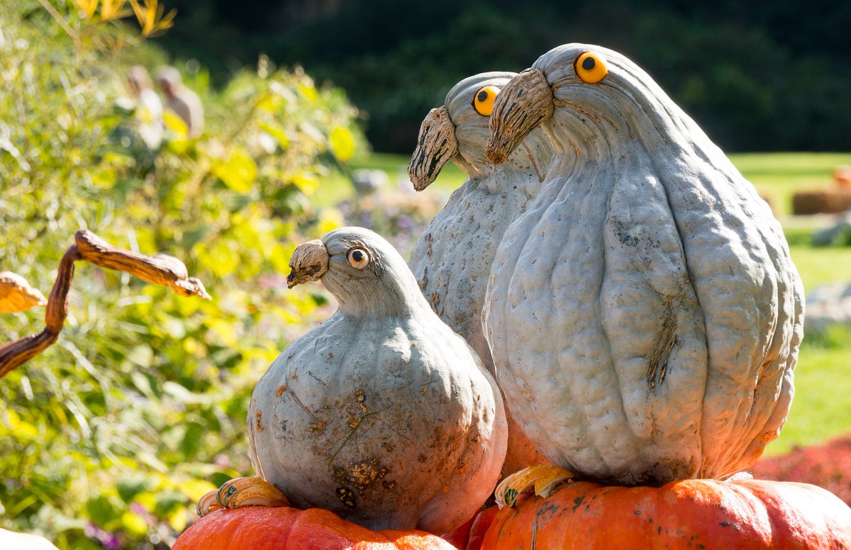 CJWildlife's tweet photo. 🎃 Happy Halloween 🎃

We'd love to see your pumpkin creations, please share them in the comments below.

#Halloween2019 #creativepumpkins https://t.co/HwMbwVzKVC