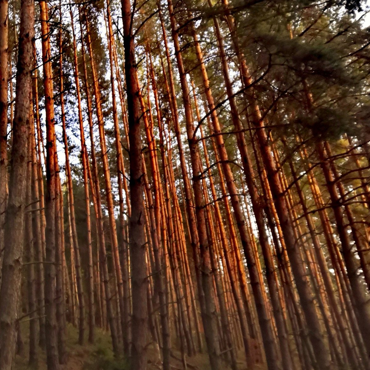Stano77754804's tweet photo. Sunset
#forest #forestsunset #trees #treesphotography https://t.co/VDyJXq41Nb