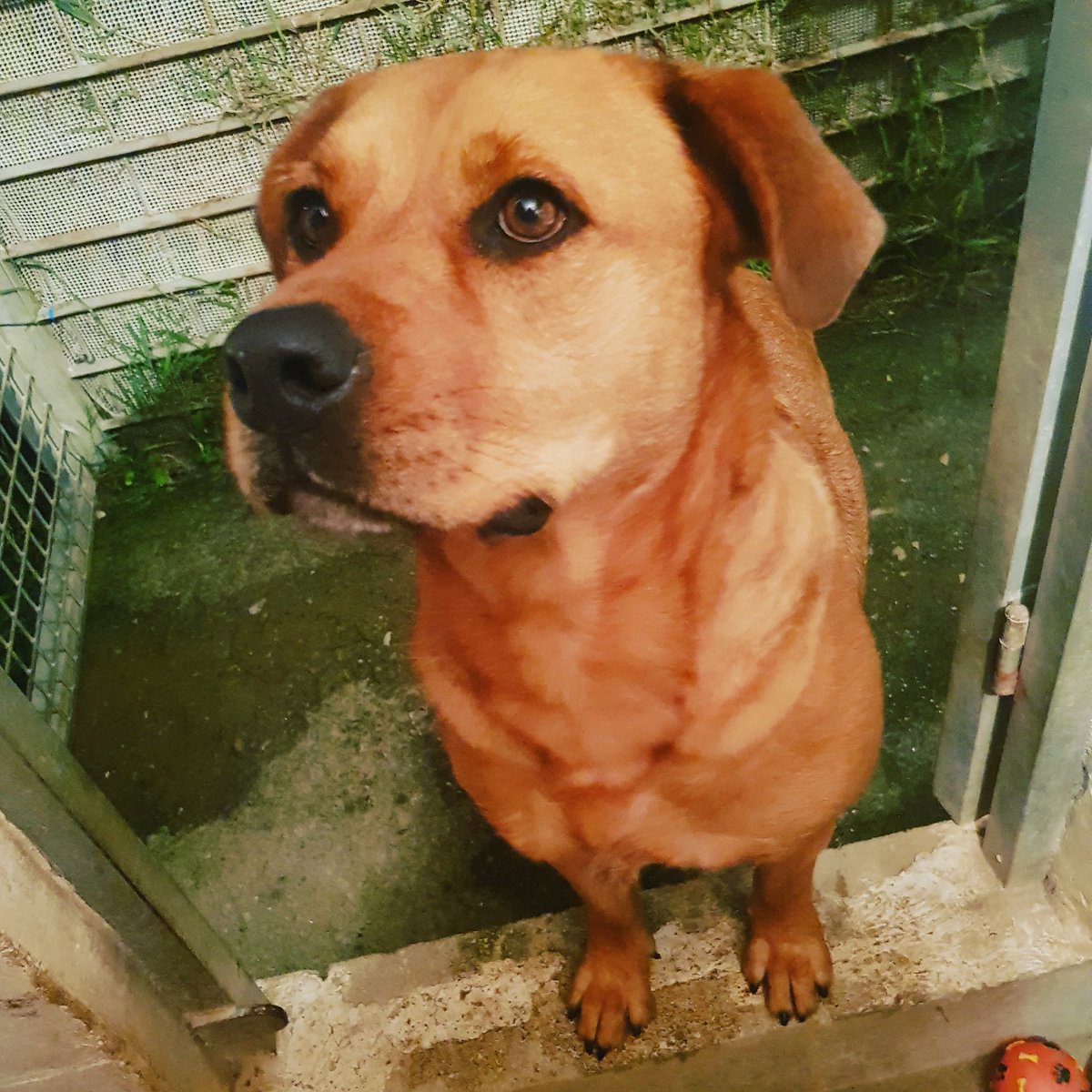 aapafoz's tweet photo. Buenas noche amigos seguidores, aquí sigo buscando una familia que me quiera conocer y tenga tiempo y paciencia para entenderme y quererme. #aisha #ppp #adopta #nocompres #ellanuncaloharia #salvaunavida https://t.co/BzhMKmzI8V