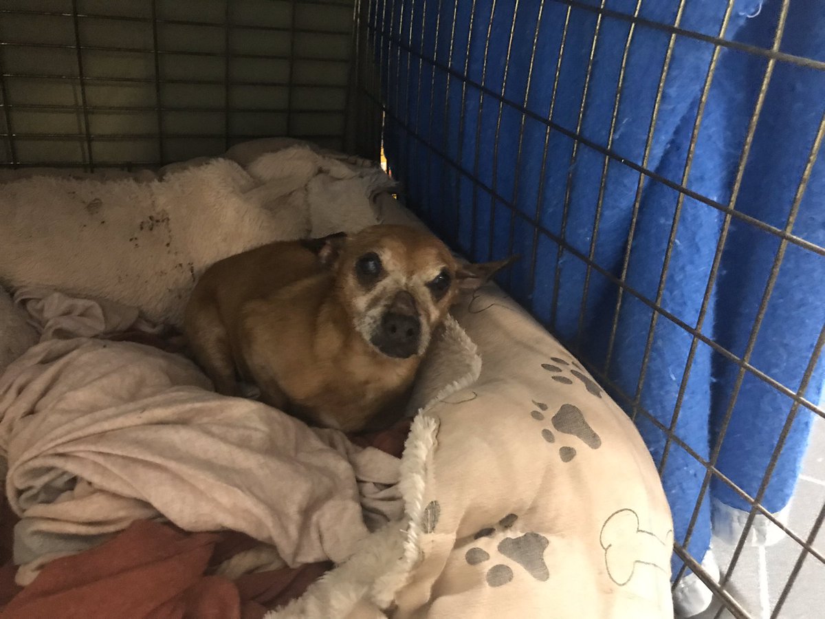 _johndunne's tweet photo. My little angel of 22years is in the process of leaving us. This is a horrible thing to come home to. I remember the day we rescued her 15years ago. There’s rarely been a day she hasn’t been by my side. This is heart breaking #deathwatch #byesindy #yourethebest https://t.co/kd3yLuAEWs