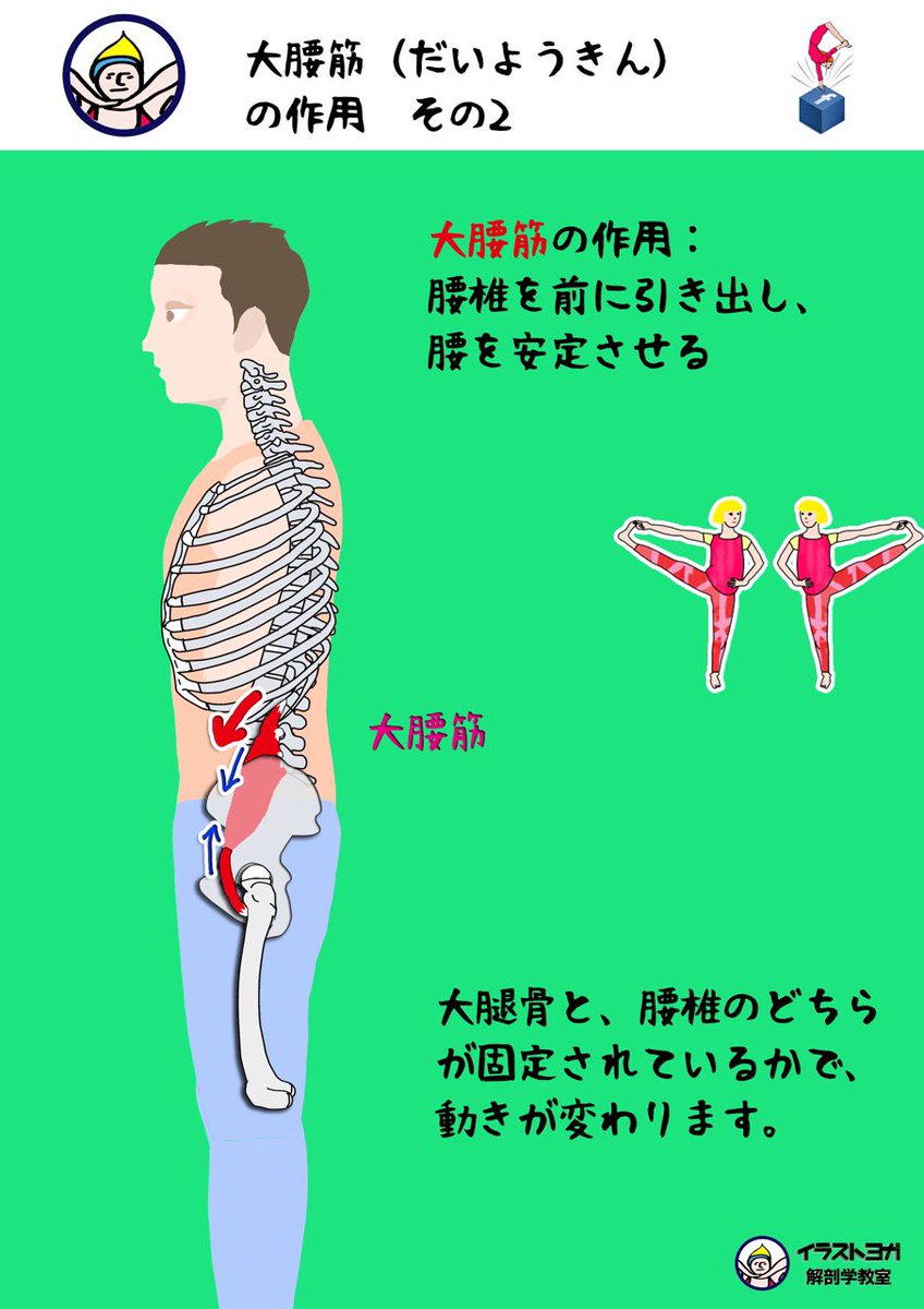 大腰筋 Twitter Search 大腰筋 Twitter Search