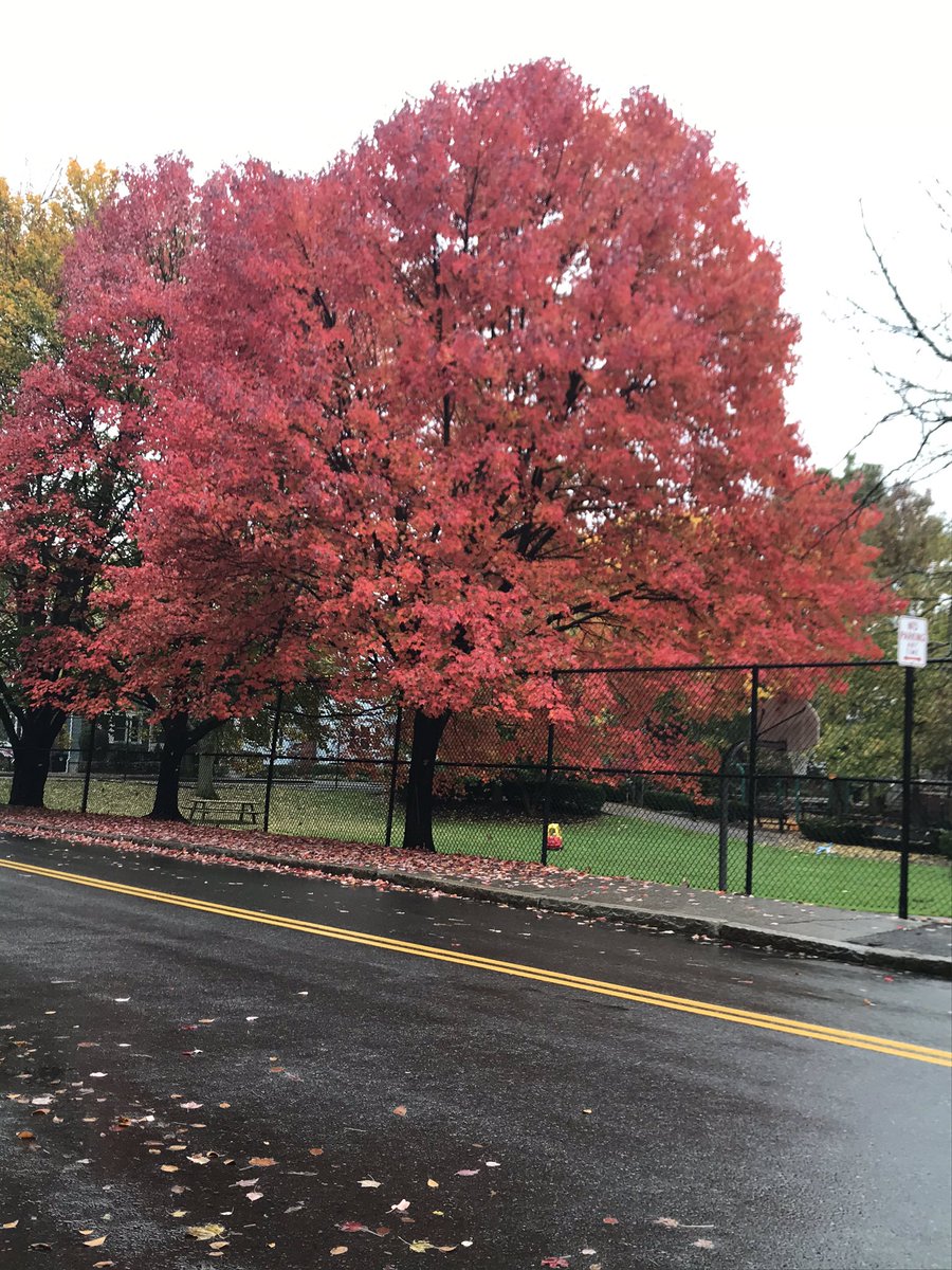 HankWH's tweet image. Who needs the sun when you have this blazing beauty in your path! #workingman #fallingforfall