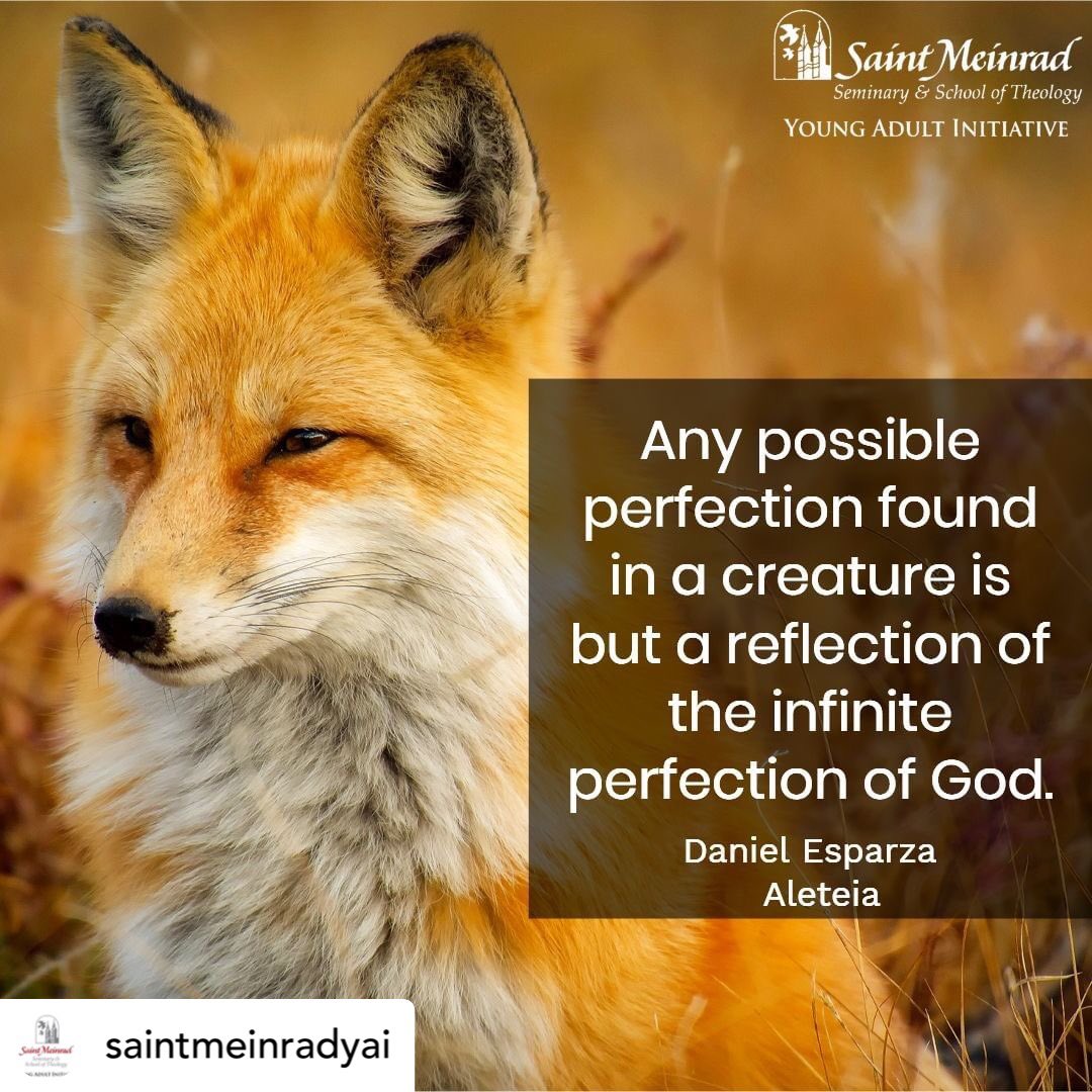 SaintKateriCtr's tweet photo. #careforcreation #creature #God #life #cultureoflife #fox #wildlife #intelligentdesign #catholic #catholicchurch #laudatosi #nownature #nature #habitat #stewardship Posted @withrepost • @saintmeinradyai What perfect has #God shown you today? https://t.co/JQieevOvgd