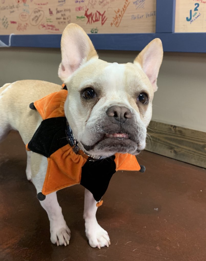 _ProjectEscape_'s tweet image. Happy Halloween from Magoo to you🧡🖤