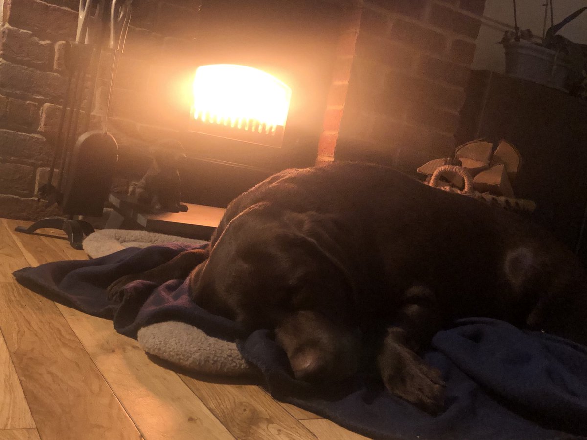 dropek_k's tweet photo. Best spit in the house ... #Chillout #spoiled #doglife #winteriscoming https://t.co/l6btjMTsNa