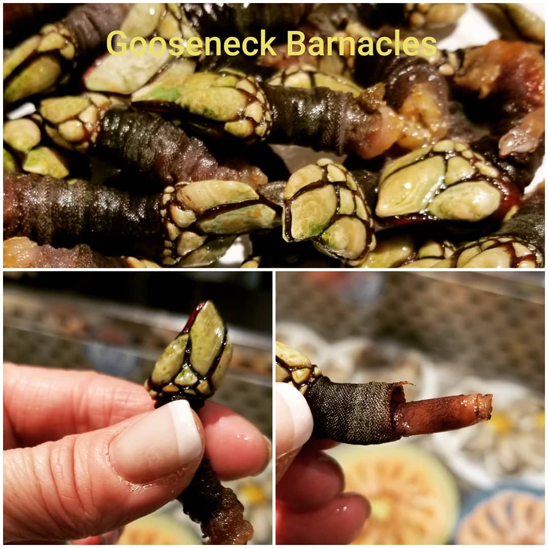 On the crashing waves of the Spanish shore live these crustaceans that attach under the rocks.  Dangerous to retrieve and can cost $500/kilo, it is rare to enjoy this delicacy.  That's what makes culinary tours so special!