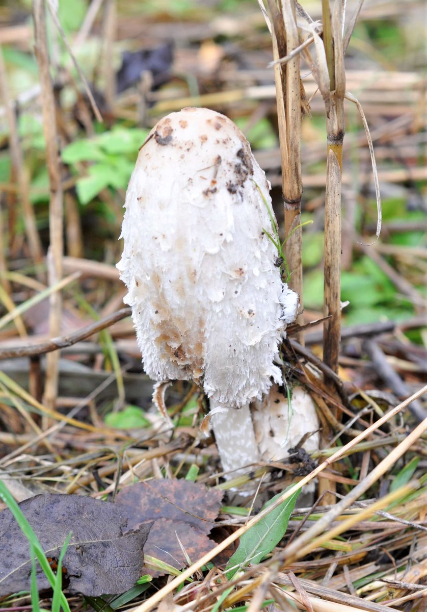 Ett par fjälliga bläcksvampar i fjolårsgräs