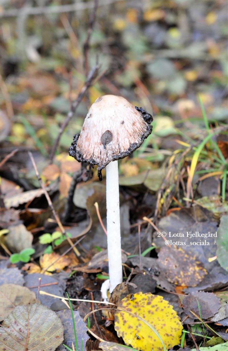 En väldigt övermogen fjällig bläcksvamp bland höstlöv. Hatten har nästan helt försvunnit.
