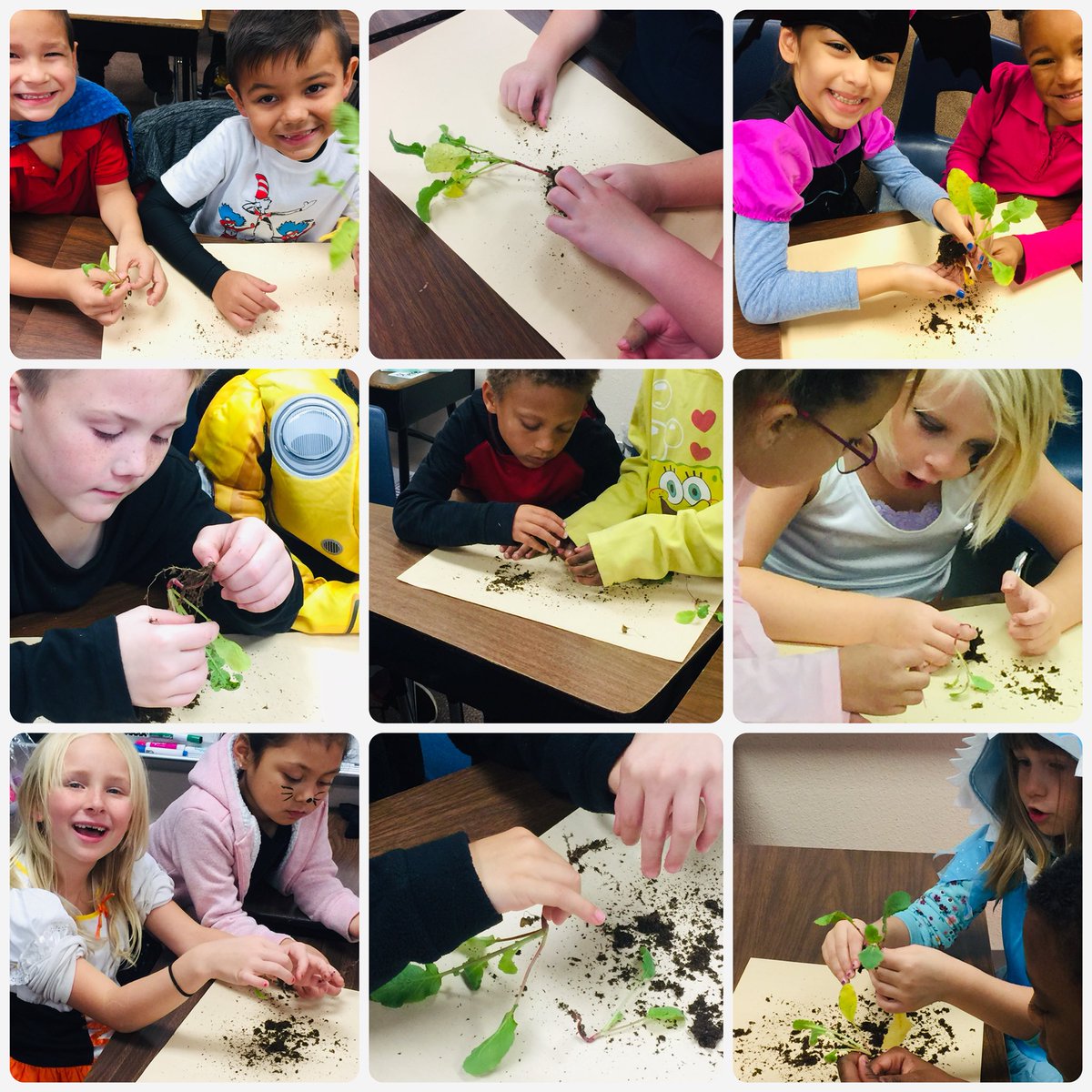 Poni3kj's tweet image. First friends using real plants to investigate and label plant parts.  Science is so much fun. #DCEfirstfriends #CISDSciencerocks