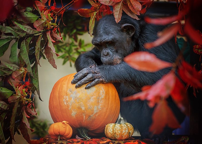 projectchimps's tweet photo. Happy #halloween2019 ๐The chimps are enjoying your donated pumpkin, raisins, nuts and seeds! And thanks to everyone who's been helping us stock up with more nuts, chickpeas, seeds, raisins and peanut butter for the next group of #newchimps!
Photo of #EmmaChimp by Crystal Alba https://t.co/AXnghiaMcp