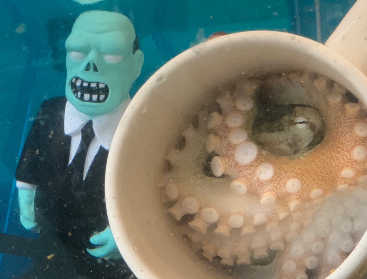 Even on Halloween this female Octopus bimaculoides wards off evil and protects her eggs! 💪🏽🐙🚫👻👹

#happyhalloween