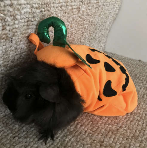 palantir's tweet photo. And in true #spooktechular fashion, Elviecorn turned back into a pumpkin at the end of the day. https://t.co/2NhPRgxl1K