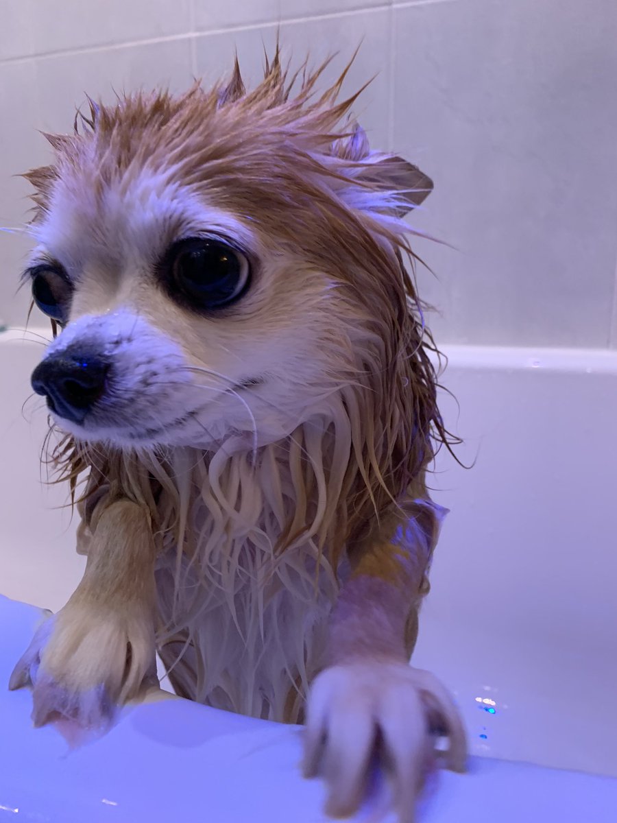 R̷͔̔̓͌̾͛̄̓̚͝ ⛧ B 🇵🇸 tweet media