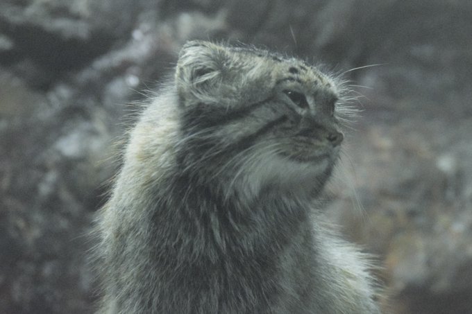 マヌルネコのtwitterイラスト検索結果 古い順