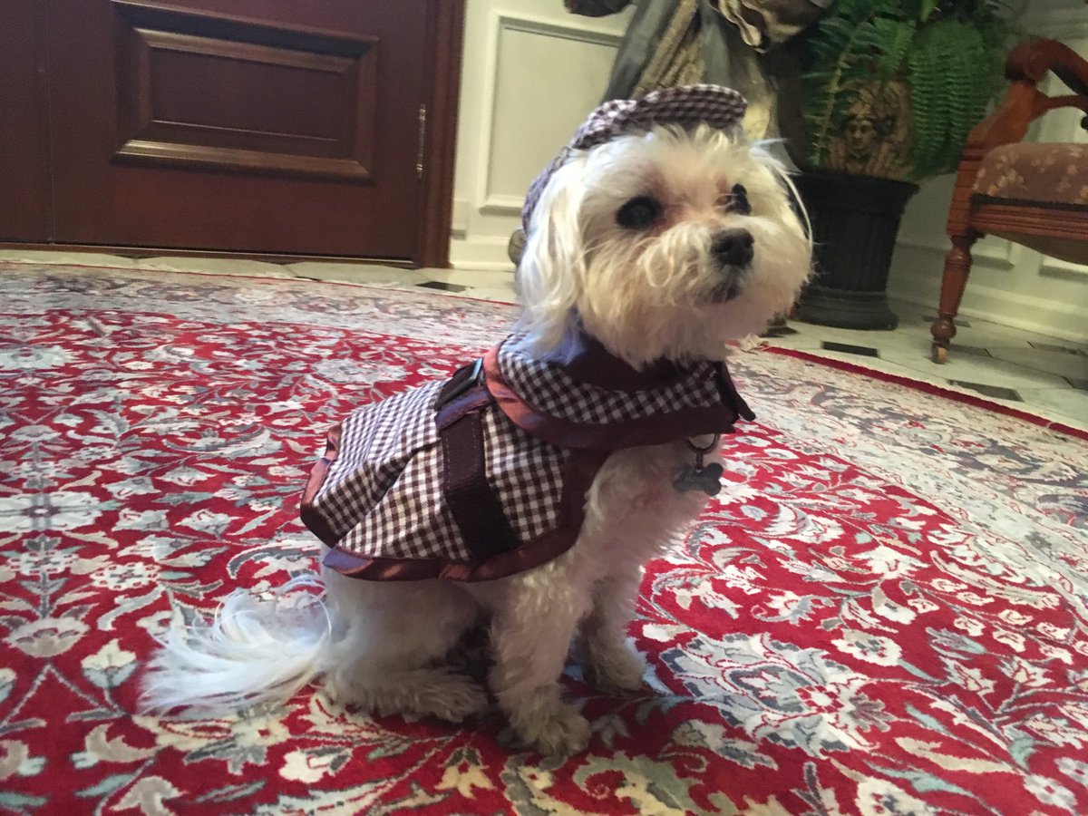 Tony (Toby) wanted a shot in the starring role this Halloween. Introducing Sherlock Hound!