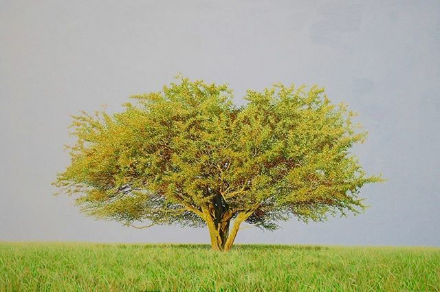 Hawthorn, Summer. Acrylic on canvas. 100 cm x 150 cm. 
#hawthorn #maytree #trees #treepaintings #treepainters #solitarytrees #lonetree #landscapepaintings #landscapepainters #visualart #acrylicpaintings #artistsoninstagram #fineart #artoftheday #contempo… ift.tt/2ovLOoG