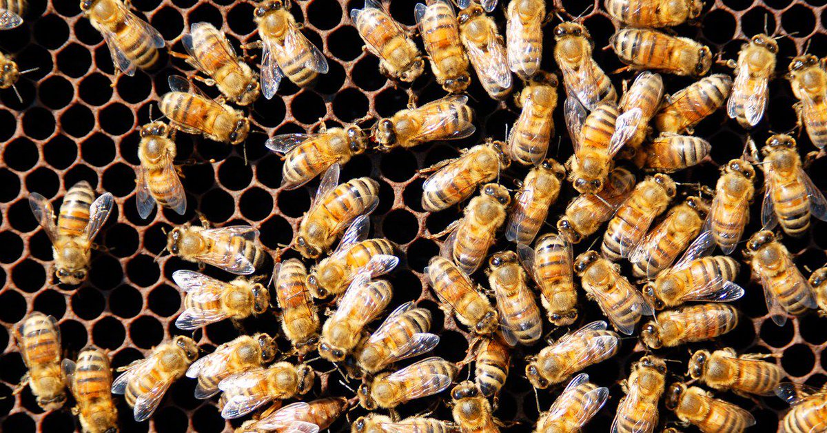 PeggyKlingel's tweet image. A slight setback for #spacecolonies. #mars #space Bees, Please: Stop Dying in Your Martian Simulator buff.ly/2C02d88